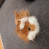 guinea pig 2 ADET DİŞİ VE ERKEK fotoğraf