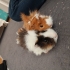 guinea pig 2 ADET DİŞİ VE ERKEK fotoğraf