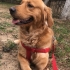 Golden retriever fotoğraf