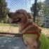 Golden retriever fotoğraf