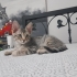 Ailenizin munzur ev kedisi fotoğraf