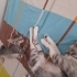 Ailenizin munzur ev kedisi fotoğraf