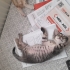 Ailenizin munzur ev kedisi fotoğraf