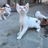BU GÜZELLİK GERÇEK😻 AMA KİMSE İSTEMEDİ😢 fotoğraf