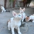 BU GÜZELLİK GERÇEK😻 AMA KİMSE İSTEMEDİ😢 fotoğraf