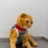 İnsan aşığı Sarı scottish fold fotoğraf