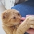 İnsan aşığı Sarı scottish fold fotoğraf