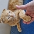 İnsan aşığı Sarı scottish fold fotoğraf