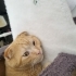 İnsan aşığı Sarı scottish fold fotoğraf