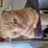 İnsan aşığı Sarı scottish fold fotoğraf