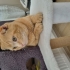 İnsan aşığı Sarı scottish fold fotoğraf