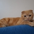 İnsan aşığı Sarı scottish fold fotoğraf