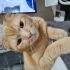 İnsan aşığı Sarı scottish fold fotoğraf
