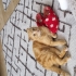 İnsan aşığı Sarı scottish fold fotoğraf