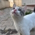 ENGELLİ CANLAR ÖNCELİKLİ DEĞİL MİYDİ💔 fotoğraf