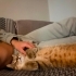 British shorthair Cookie kısır ömürlük yuvasını arıyor 1 yaşında erkek fotoğraf