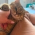 British shorthair Cookie kısır ömürlük yuvasını arıyor 1 yaşında erkek fotoğraf