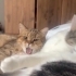 British shorthair Cookie kısır ömürlük yuvasını arıyor 1 yaşında erkek fotoğraf