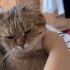 British shorthair Cookie kısır ömürlük yuvasını arıyor 1 yaşında erkek fotoğraf