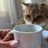 British shorthair Cookie kısır ömürlük yuvasını arıyor 1 yaşında erkek fotoğraf