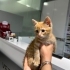 Sarman bebek Teo iç dış ve karma aşıları yapıldı fotoğraf