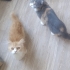 🐾 Acil Yuva Aranıyor – Lina & Hera 🏡 fotoğraf