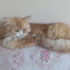🐾 Acil Yuva Aranıyor – Lina & Hera 🏡 fotoğraf