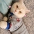 Ücretsiz sahiplenme British kedi fotoğraf