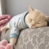 Ücretsiz sahiplenme British kedi fotoğraf