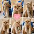 Ücretsiz sahiplenme British kedi fotoğraf