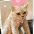 Ücretsiz sahiplenme British kedi fotoğraf