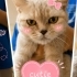 Ücretsiz sahiplenme British kedi fotoğraf