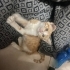 Boncuk Kalıcı yuvasını arıyor fotoğraf