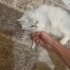 Luna Yuva Arıyor 🐾 fotoğraf