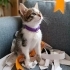 Minik Prenses yuva arıyor fotoğraf