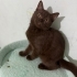 Çikolata rengi Britihs shorthair dişi yeni yuvasını arıyor fotoğraf