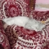 6-7 AYLIK BRİTİSH LONGHAİR..!! fotoğraf