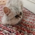 6-7 AYLIK BRİTİSH LONGHAİR..!! fotoğraf