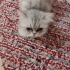 6-7 AYLIK BRİTİSH LONGHAİR..!! fotoğraf
