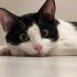 oyuncu smokin kedi fotoğraf