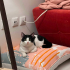 oyuncu smokin kedi fotoğraf