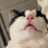 oyuncu smokin kedi fotoğraf