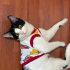 oyuncu smokin kedi fotoğraf