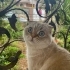 Gayet sakin ve uyumlu bir kedi fotoğraf