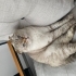 Gayet sakin ve uyumlu bir kedi fotoğraf