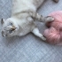 Gayet sakin ve uyumlu bir kedi fotoğraf