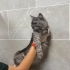 Barınağa terk edildi acil yuva arıyor fotoğraf