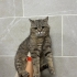 Barınağa atıldı erkek kısır uysal fotoğraf