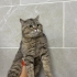 Barınağa atıldı erkek kısır uysal fotoğraf