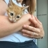 Sarman kedi Teo iç dış parazitleri karma aşısı yapıldı fotoğraf